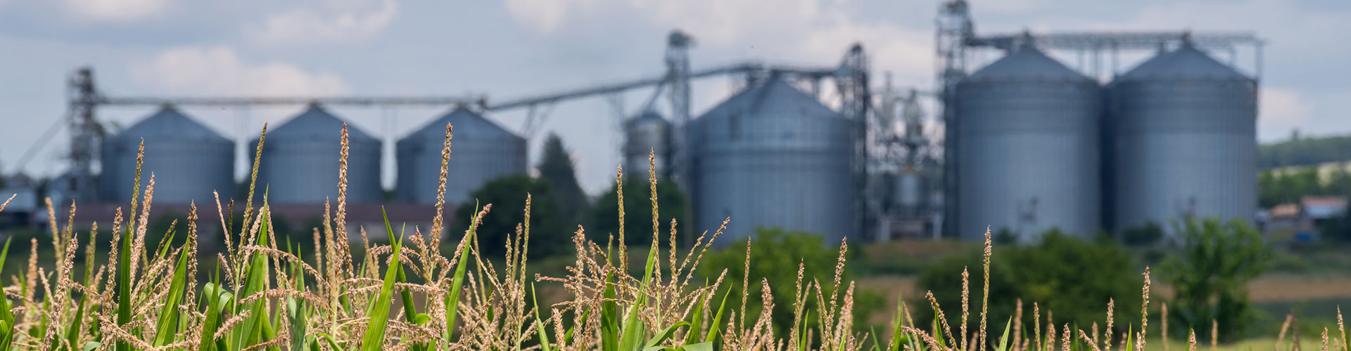 corn field with large silos